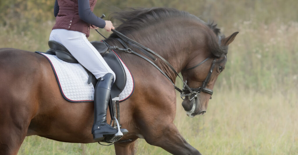 Horsewoman riding horse. Profile of female rider and her bay horse.